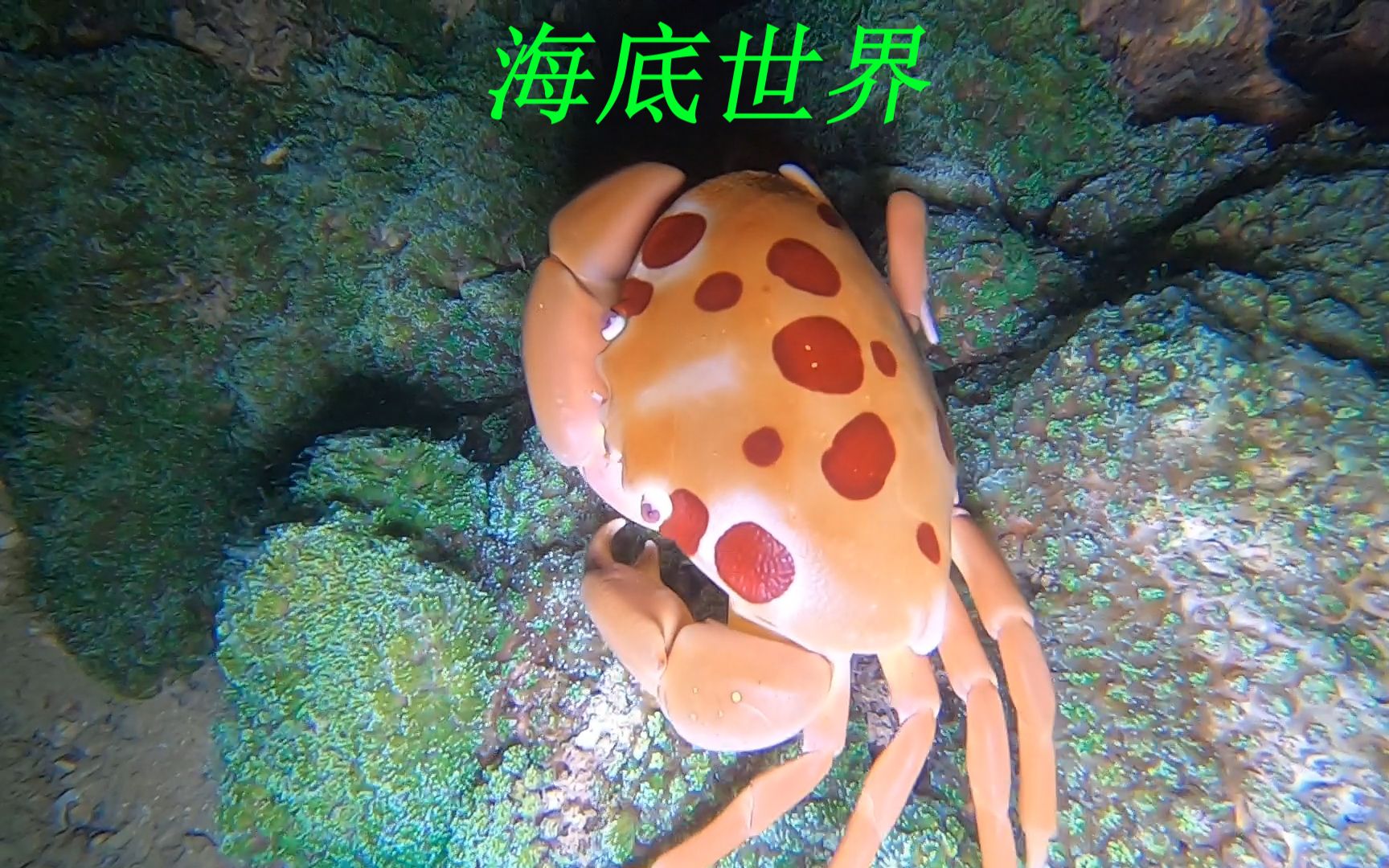 海底下稀奇古怪的海鲜就是多，有漂亮的七星蟹还有会发光的海蜇