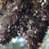 The SOUND of Millions of Monarch Butterflies