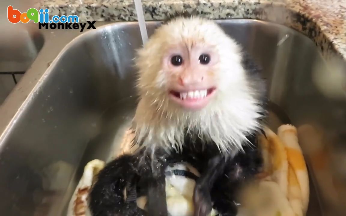 410期:爱洗澡的猴崽子猴可爱