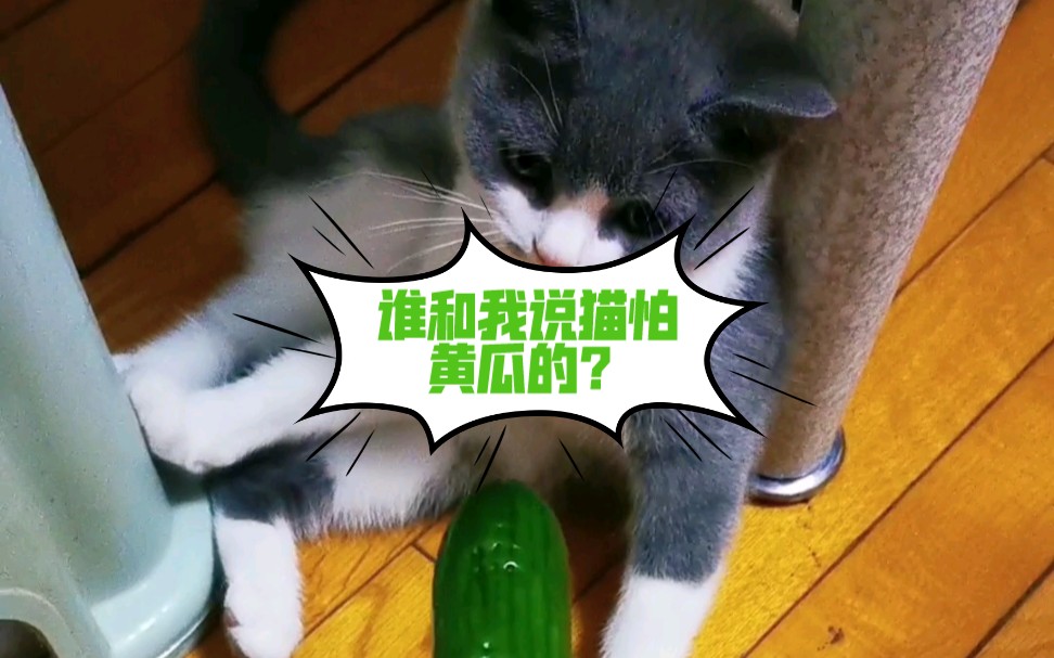 活动作品谁和我说猫怕黄瓜的