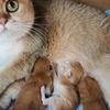母猫生产完，我们要如何照顾刚出生的小猫呢