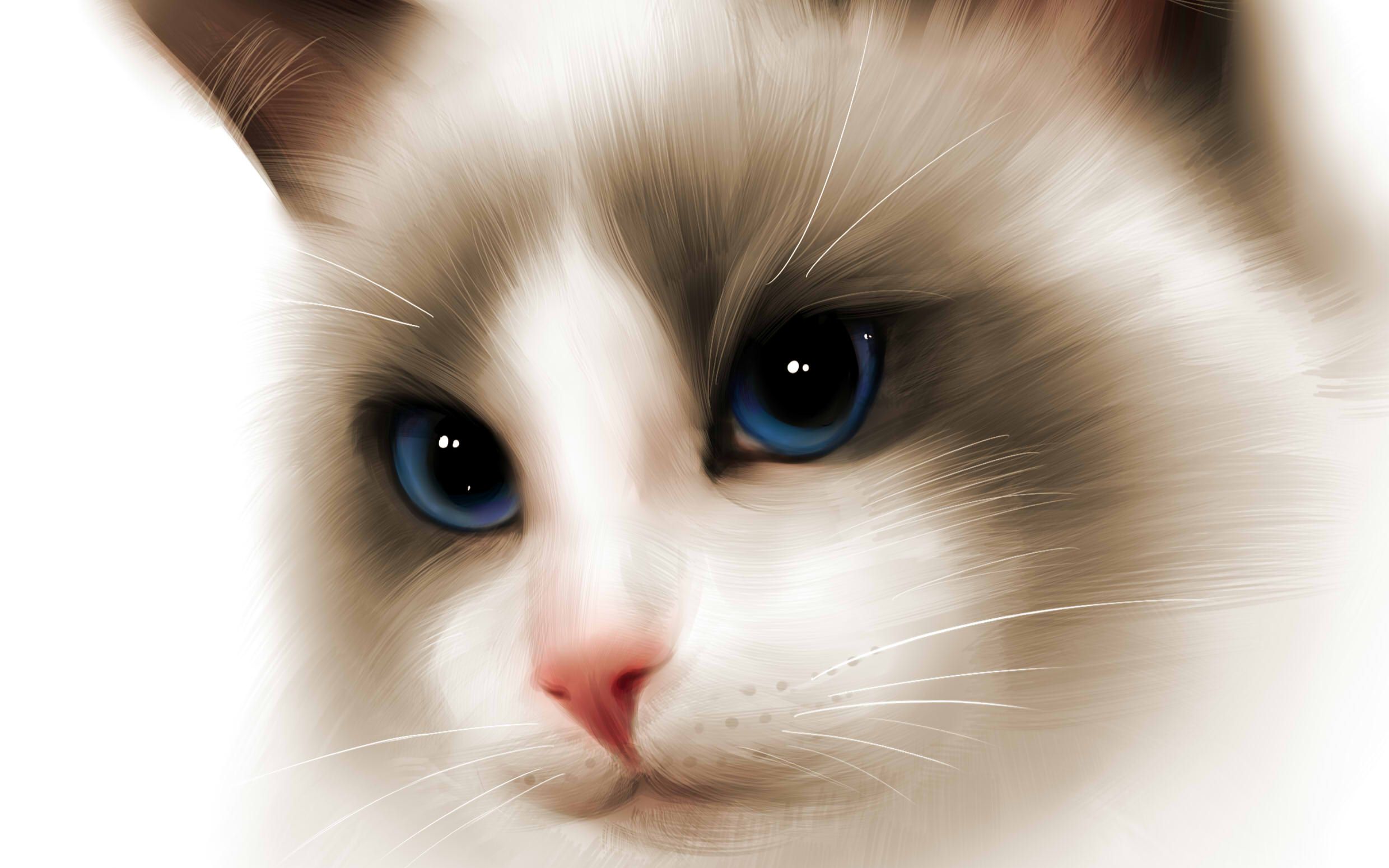 卡通手绘宠物布偶猫模板免费下载_psd格式_2000像素_编号40780273-千图