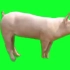 猪 飞猪 骑猪坐骑 动物 绿屏抠像 特效素材  剪映特效素材