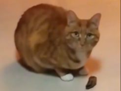 人物志：全网倒数第一喜欢人类的小猫