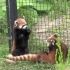 【Red Panda】调皮的小熊猫