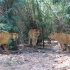 孟加拉虎和非洲狮联手大战毁灭刃齿虎