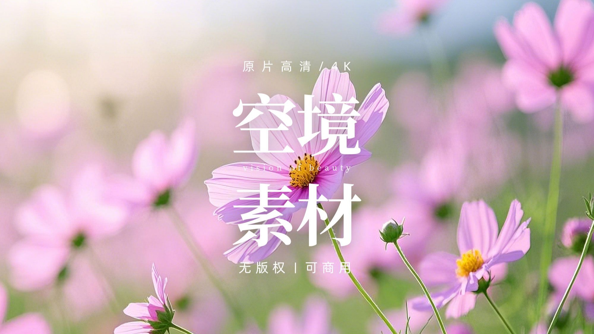 【免版权空镜】小清新花朵花绿植视频素材