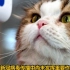 泰国报告全球首例新冠“猫传人”病例：一只猫“打喷嚏”将新冠病毒传染给了一位兽医