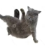Cat Danser pt.4