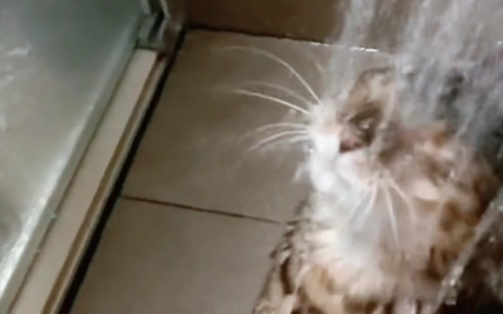喜欢冲澡的猫猫