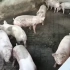 影响猪群的5大安全隐患，养猪的你不得不重视！