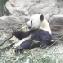 【大熊猫】吃吃吃，黑起吃