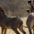 野生动物探奇：非洲斑马