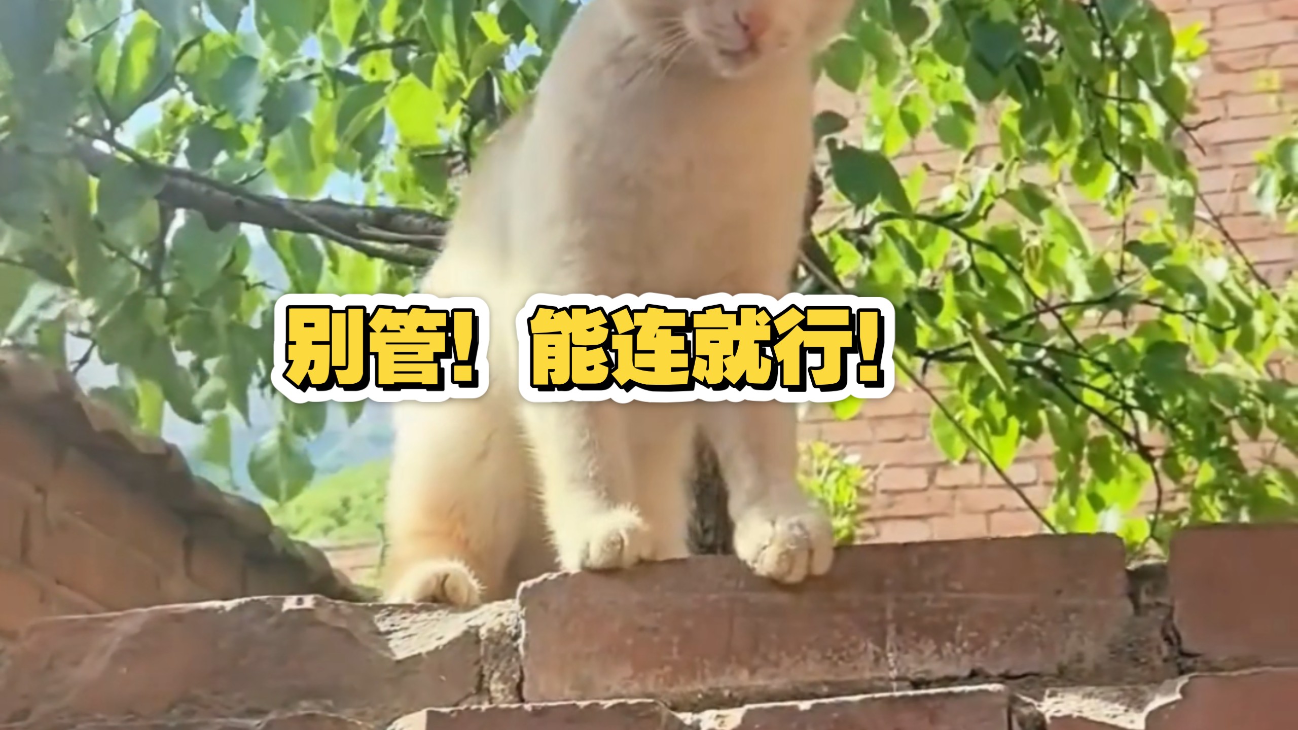 能连就是招