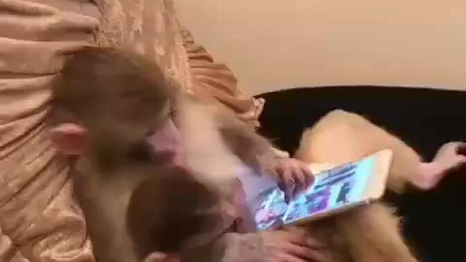 猴子带小猴看手机