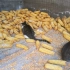 210908 1841 猫母子吃玉米笼底老鼠