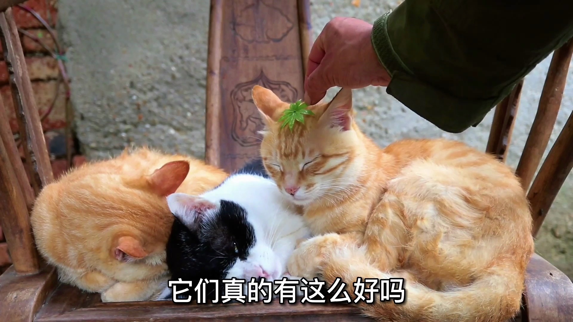 为什么全网都在说中华田园猫有多好有多优秀，它们真的有这么好吗？让我们来看看这些理由
