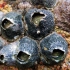 赶海捡螺，海边聚集大量藤壶和辣螺，4小时20斤挖出4斤螺肉