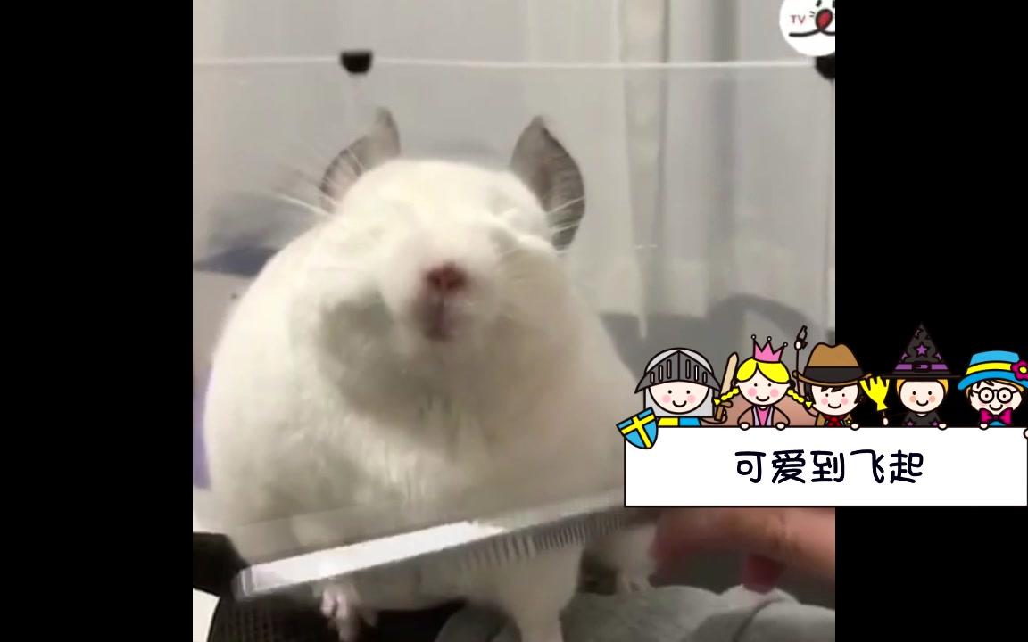 萌化!乖乖等着被主人梳毛的小可爱,表情满足到灰起~