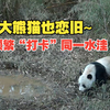 实拍野生大熊猫频繁“打卡”同一水洼