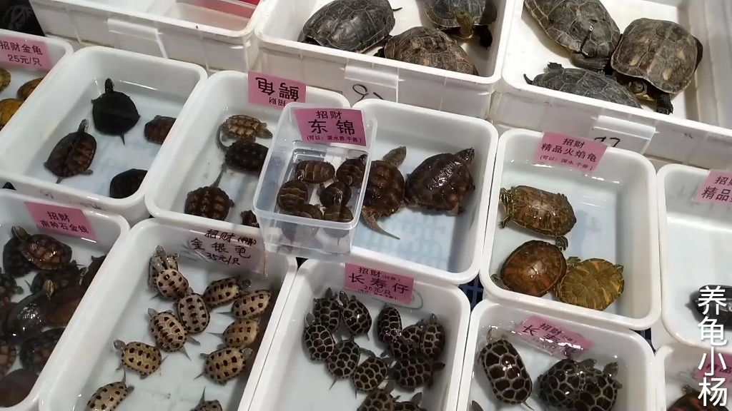 【乌龟市场】目前全国最大的宠物乌龟市场之一，各种乌龟价格不菲。