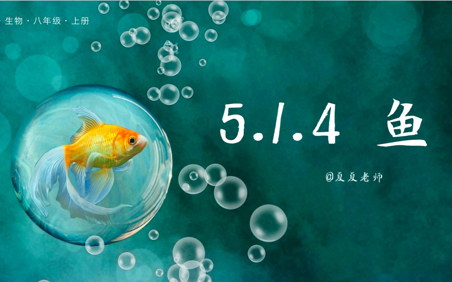 【初中生物】5.1.4 鱼