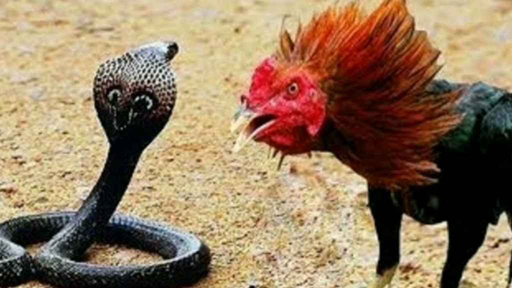 眼镜蛇偷袭老母鸡，大公鸡为它复仇收拾眼镜蛇