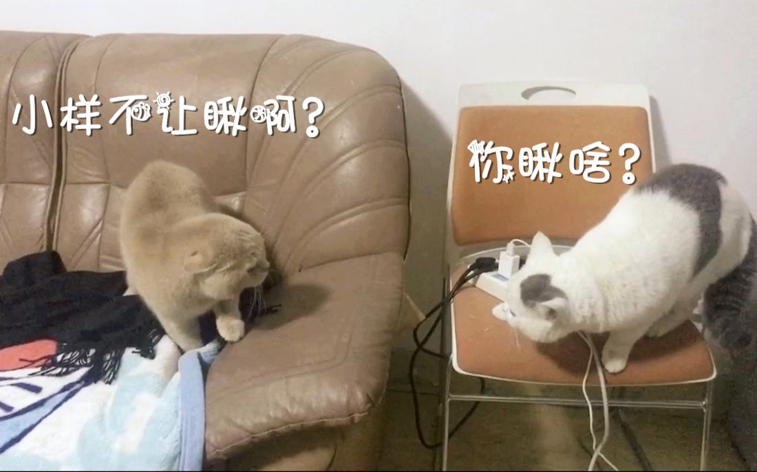 【花卷】新猫大战土著猫，史上最爆笑两猫咪吵架！我就不动手我就哔哔！