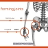 运动基础科学-骨骼系统-Mike Tyler