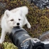 「4K画质」在格陵兰遇到一只年轻北极狐