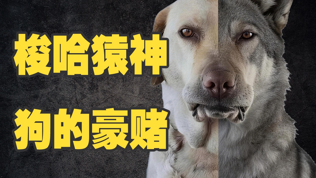 「狼」：梭哈猿人 「狗」：猿神牛批