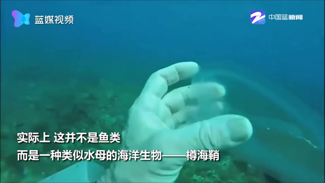罕见！潜水员深海发现“透明鱼”！