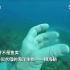 罕见！潜水员深海发现“透明鱼”！