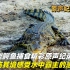 高清原声纪录片，大型鳄鱼捕食精彩集锦，身临其境感受水中霸主的恐怖