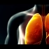 【3D演示】哮喘（原版+字幕版）