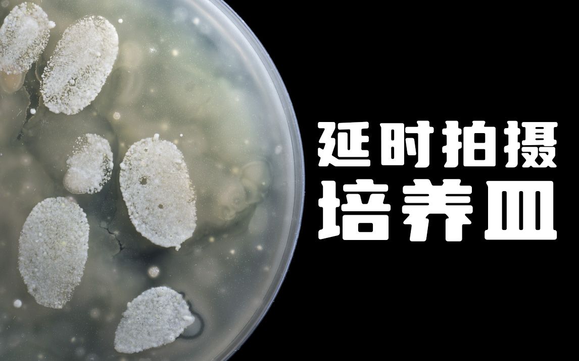 33个小时延时拍摄培养皿菌落生长过程
