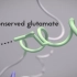 【生物科研视频教程】蛋白质泛素化动画示范