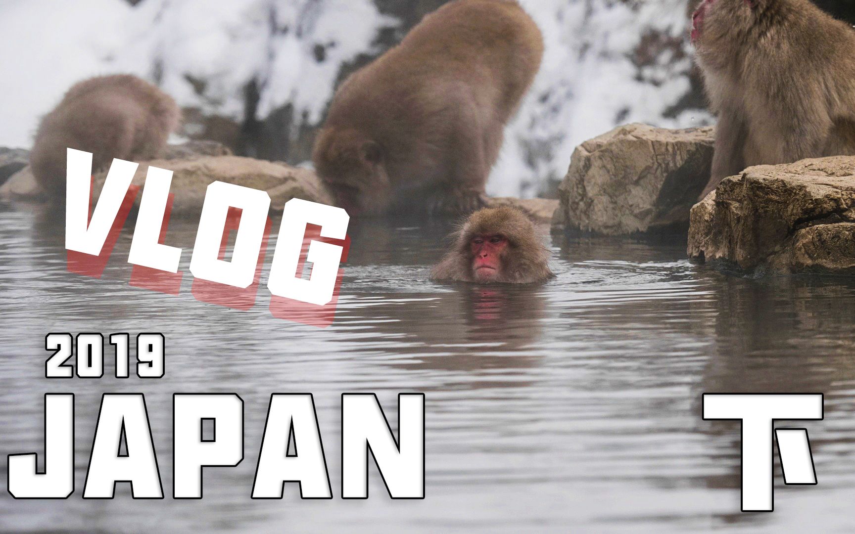 在这里你可以看到猴子泡温泉2019日本vlog下