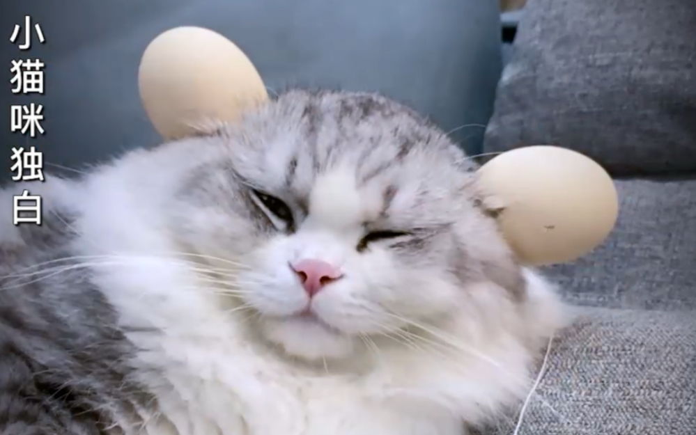 《明日喵法》：天上喵间的猫们到底该何去何从？