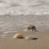 可商用视频素材之大海沙滩海浪岸边唯美自然风光