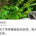 青海新记录物种九龙卷柏，真的在福建遍地都是？【鉝猫知植】