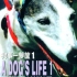 【Discovery】动物星球-狗事一箩筐A Dog's Life【1-3全集】【中文字幕】