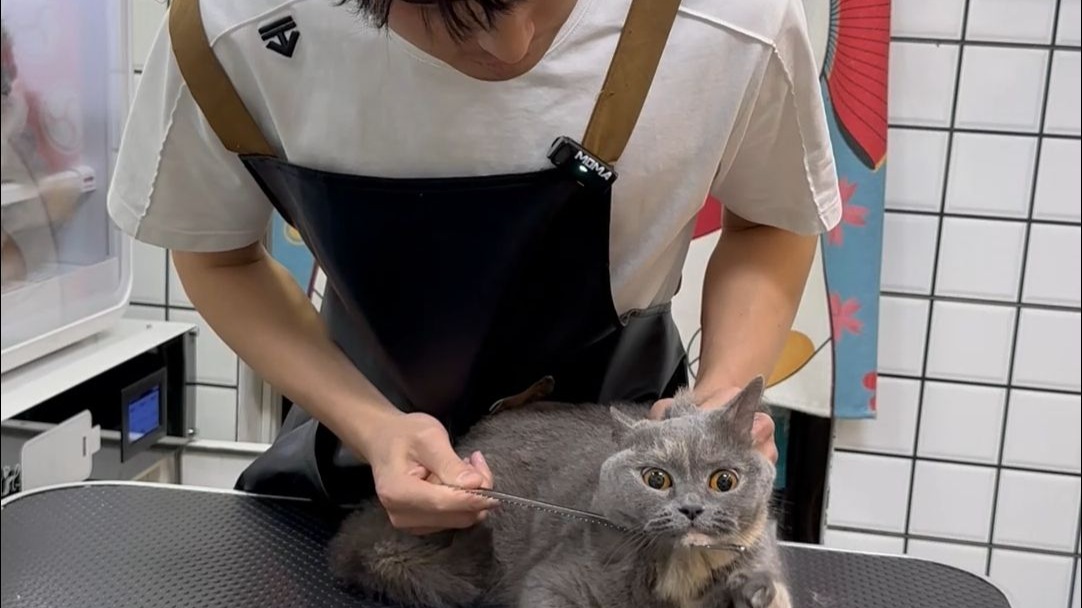 东南西北治蓝胖子