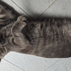 这只猫咪有点帅哎