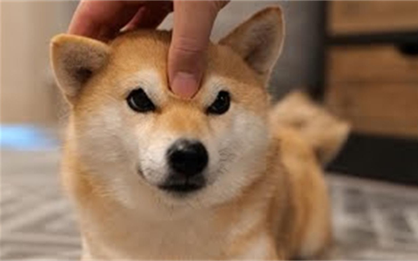 アブ生活搬运 ご主人様のハンドテクニックにアヘってしまう柴犬 哔哩哔哩 つロ干杯 Bilibili