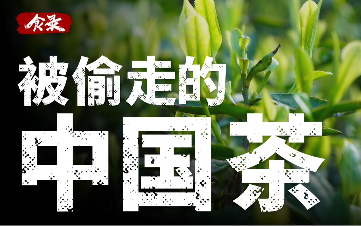 【食录】茶叶大盗是如何改变中国茶的发展的？