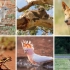 Australian Animals Minisode Compilation - Leo the Wildlife R