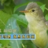 黄莺：这小鸟的叫声，委婉动听，是春天的旋律