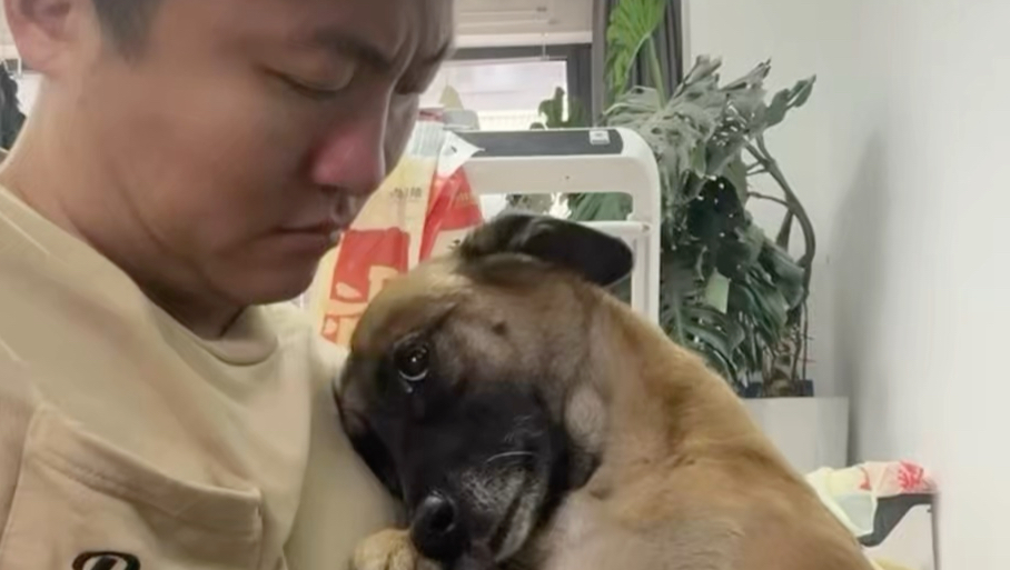 狗狗快变成人了