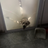 狗：我妈已经三天没有打我